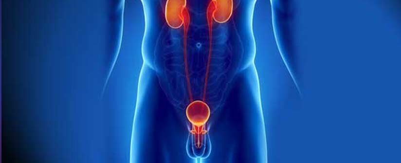 Urologia, la cura delle vie urinarie