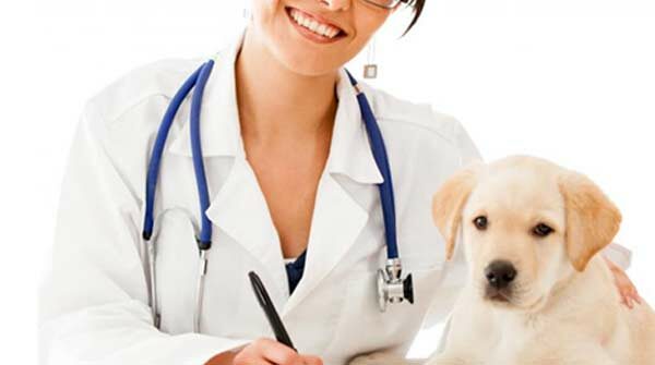 Veterinaria: la cura degli animali domestici